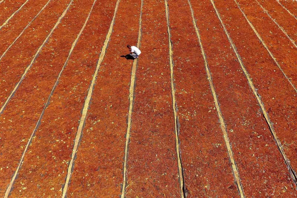 TARİŞ'ten 2026 Sezonu İçin Çekirdeksiz Kuru Üzümde 80 TL/Kg Avans Fiyatı