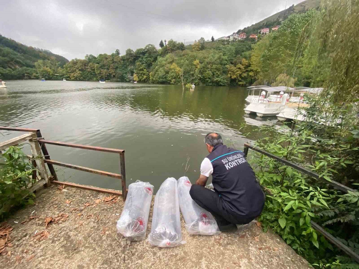 Trabzon Akçaabat'taki Sera Gölü'ne 40 bin yavru sazan salındı