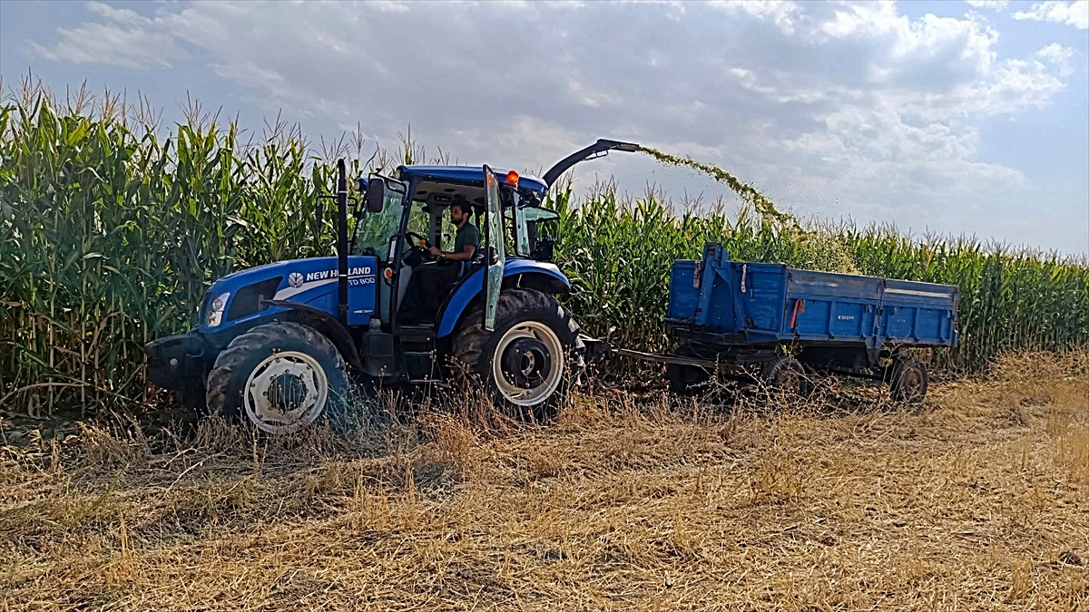 Van Tuşba'da silajlık mısır hasadı başladı, 47 dönümde 250-300 ton ürün bekleniyor