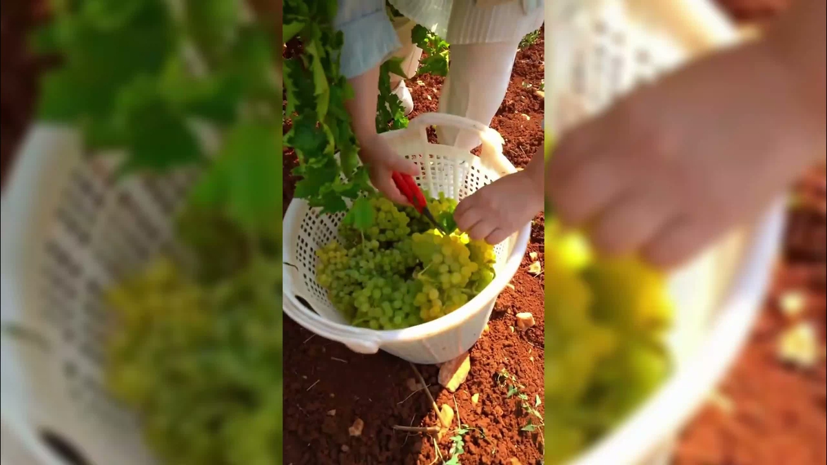 Yeni Yol Denizli Milletvekili Ün: "Bu dönemin çiftçisi bu dönemin Milli Mücadele kahramanı"