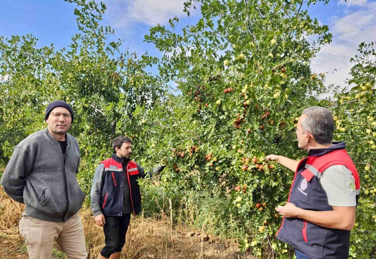 Başmakçı'da İlçe Tarım ve Orman Müdürlüğü hünnap bahçesini inceledi