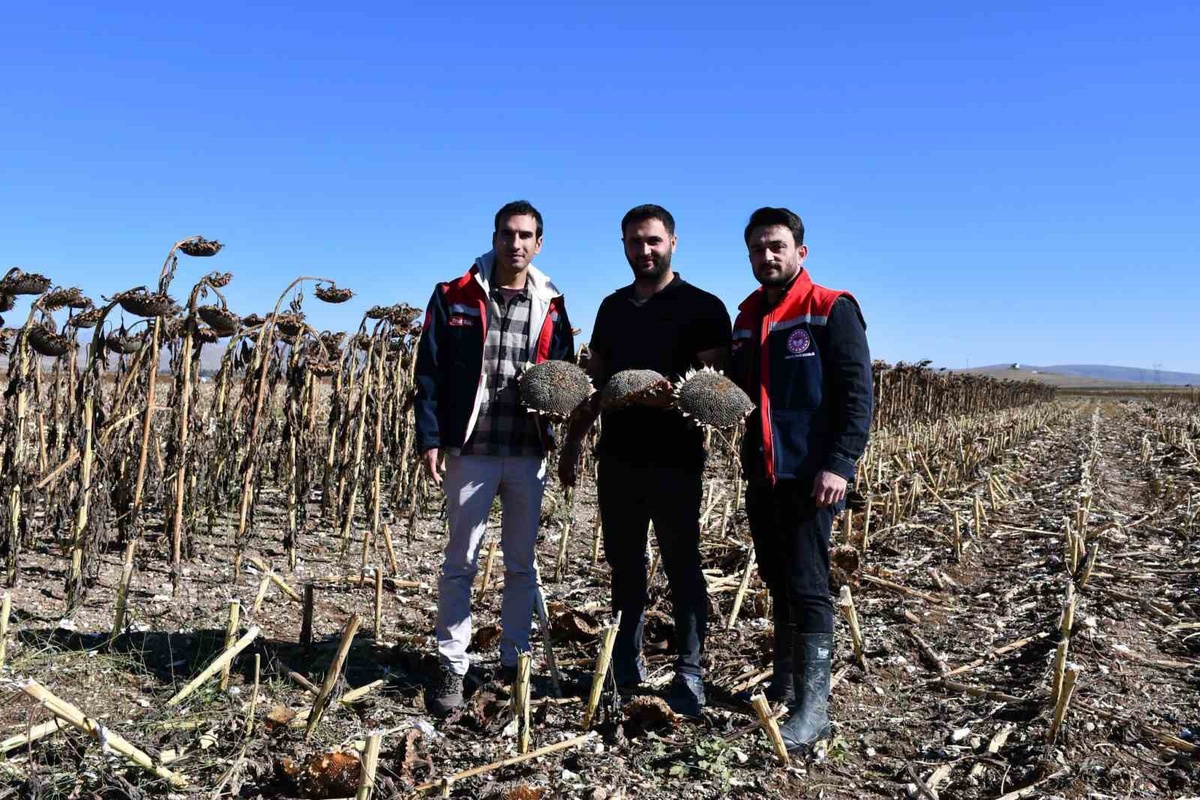 Bayburt Tarım Müdürlüğü personeli ayçiçeği çiftçilerine hasatta dane kaybı uyarısı yaptı
