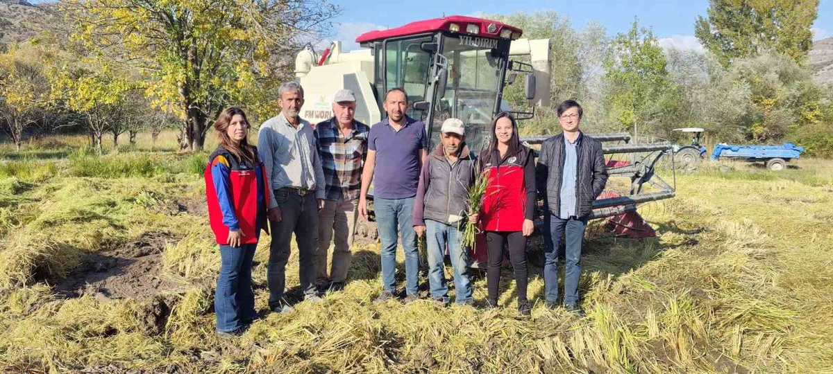 Bolu Seben'de çeltik hasadı, İlçe Tarım ve Orman Müdürü'nün katılımıyla yapıldı