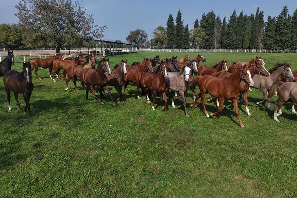 Bursa'da yetiştirilen tay 12 milyon 50 bin liraya satıldı