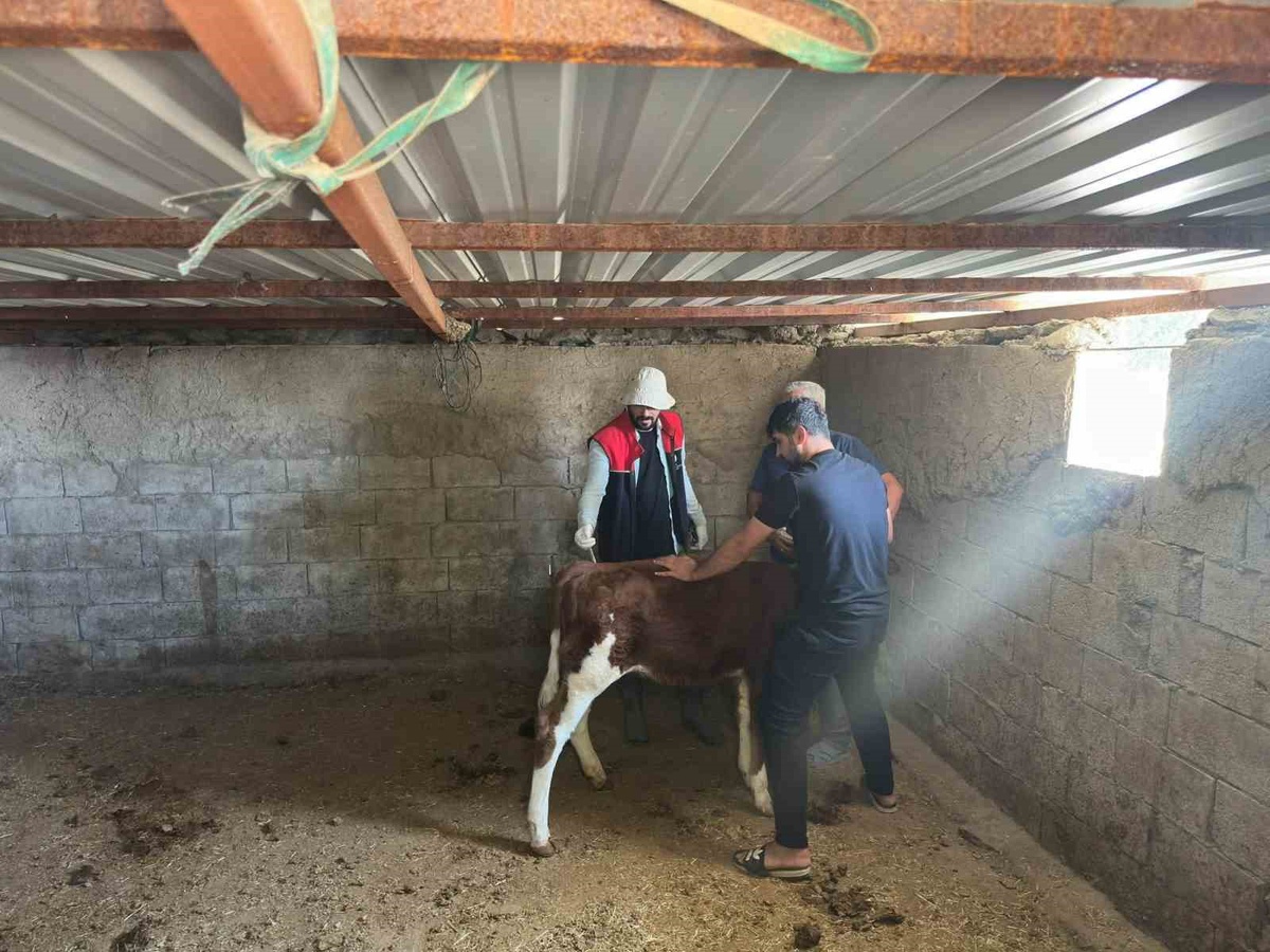 Cizre'de İlçe Tarım ekipleri hayvanlarda aşılama ve küpeleme çalışmalarını sürdürüyor