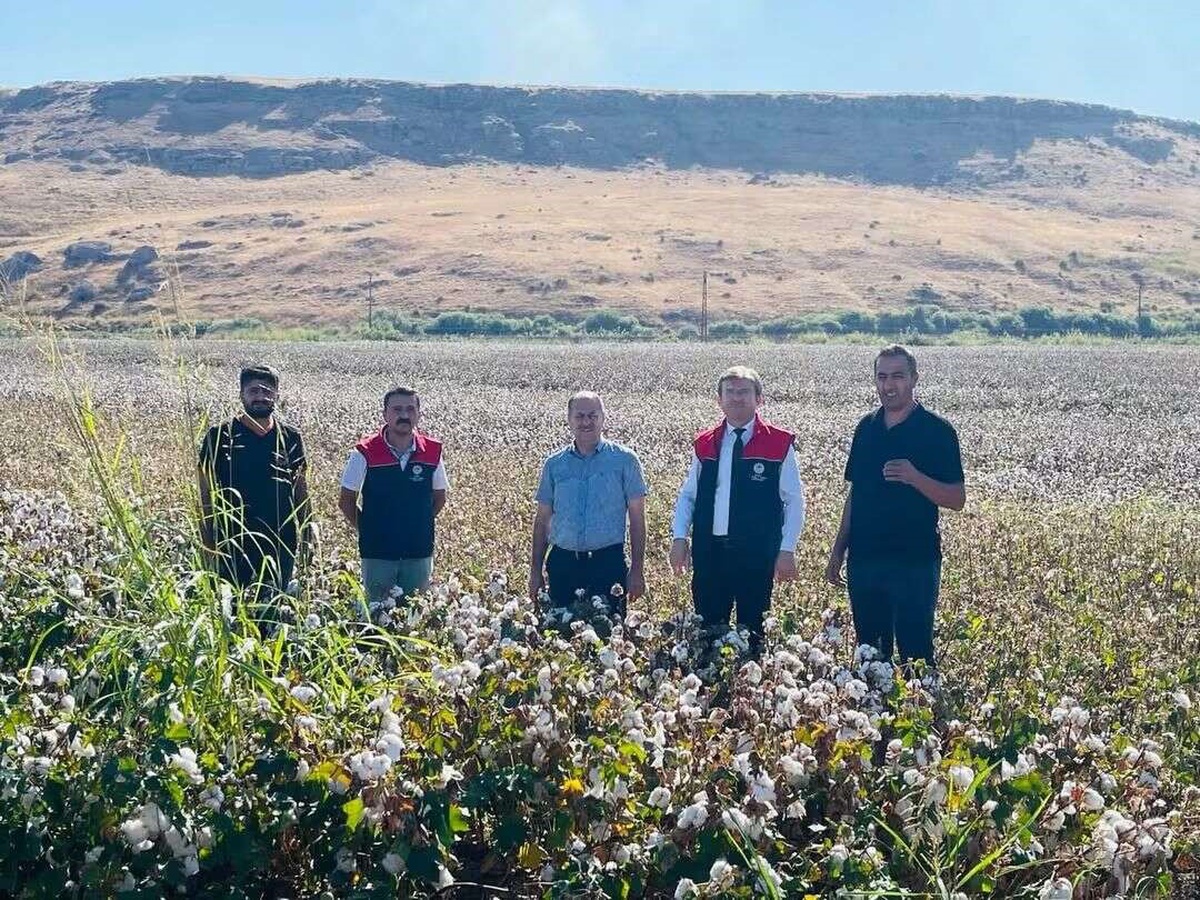 Cizre'de pamuk hasadı başladı, İlçe Tarım ve Orman Müdürlüğü denetim yapıyor