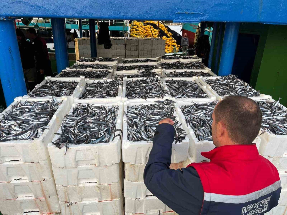 Didim İlçe Tarım ve Orman Müdürlüğü ekipleri hamsi kota denetimlerini sürdürüyor