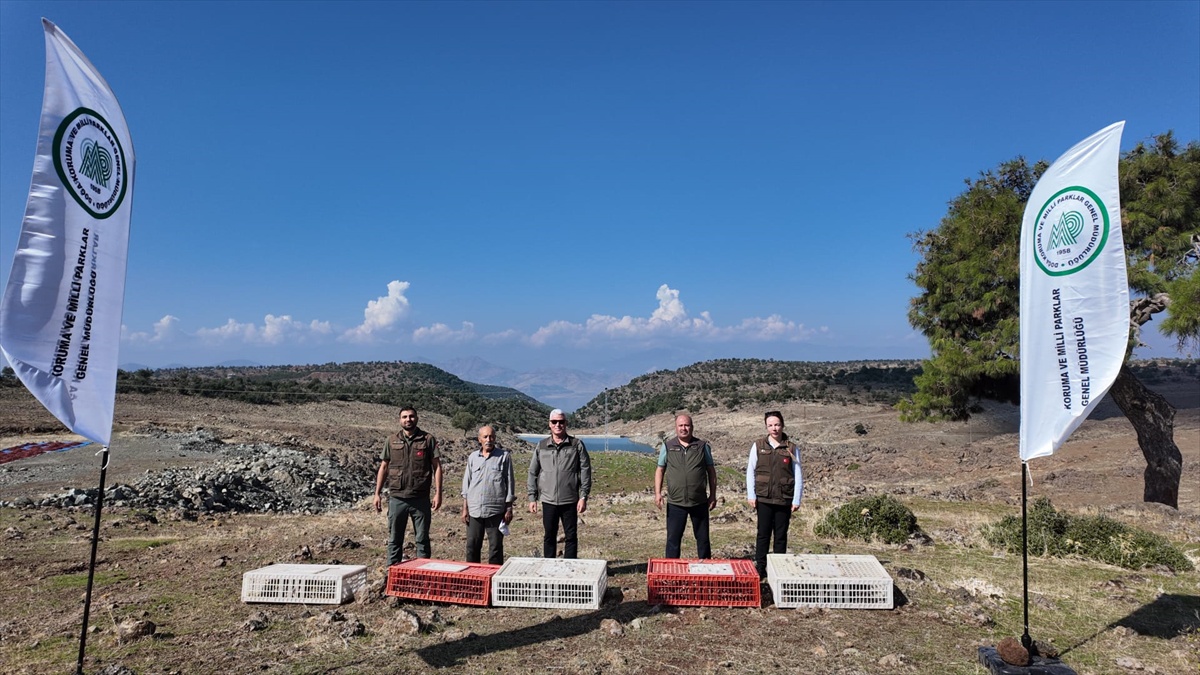 Gaziantep İslahiye'de DKMP ekipleri yüzlerce kınalı kekliği doğaya saldı
