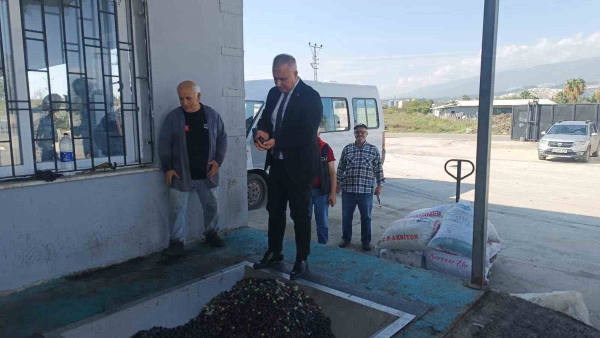 Hatay İl Tarım ve Orman Müdürü Türkmen, zeytinyağı kalitesi için doğru hasadı anlattı