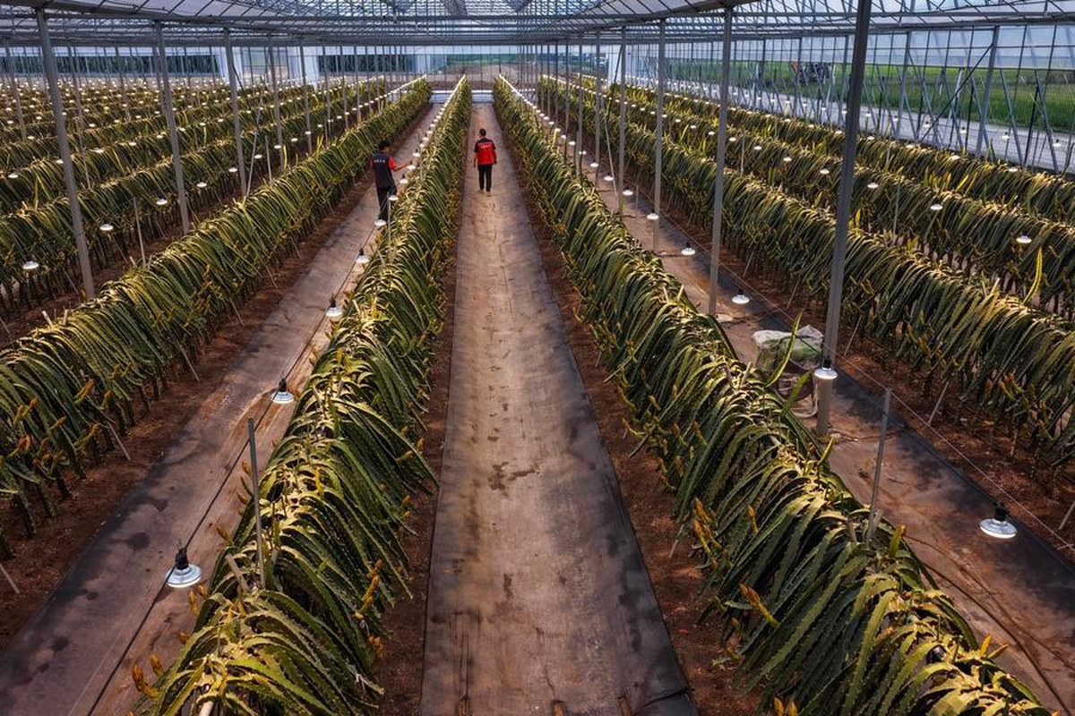 Jinhua'daki yaklaşık 13,2 hektarlık tarım parkı modern tarım projelerine örnek oluyor