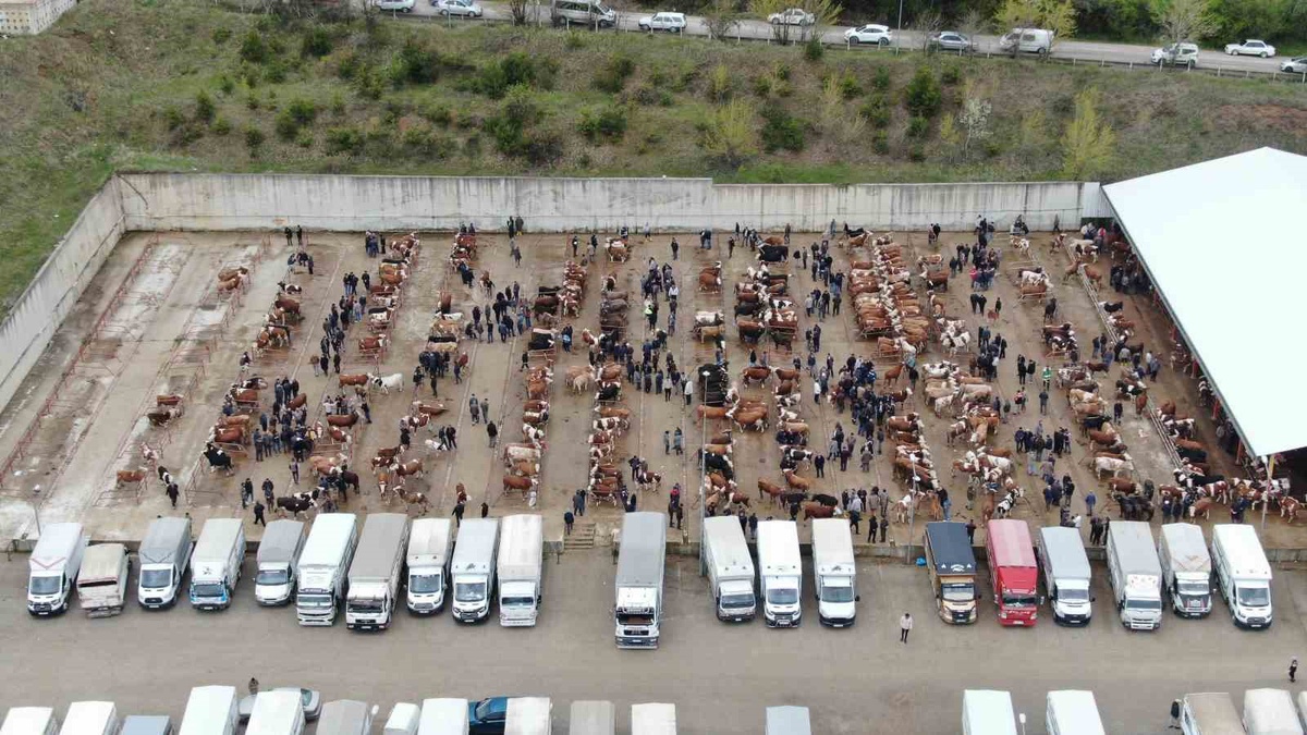 Kastamonu'da şap riski nedeniyle hayvan pazarları süresiz kapatıldı