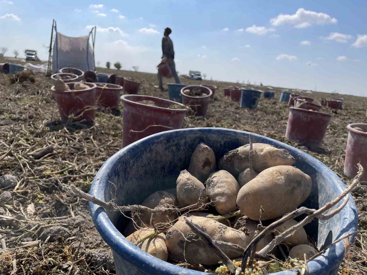 Konya'da üreticiler yerli patates tohumuyla dışa bağımlılığı azaltmayı hedefliyor