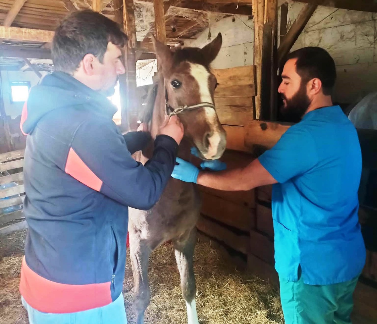 Kütahya'da safkan Arap taylarının tescilini İl Tarım ve Orman Müdürlüğü yaptı
