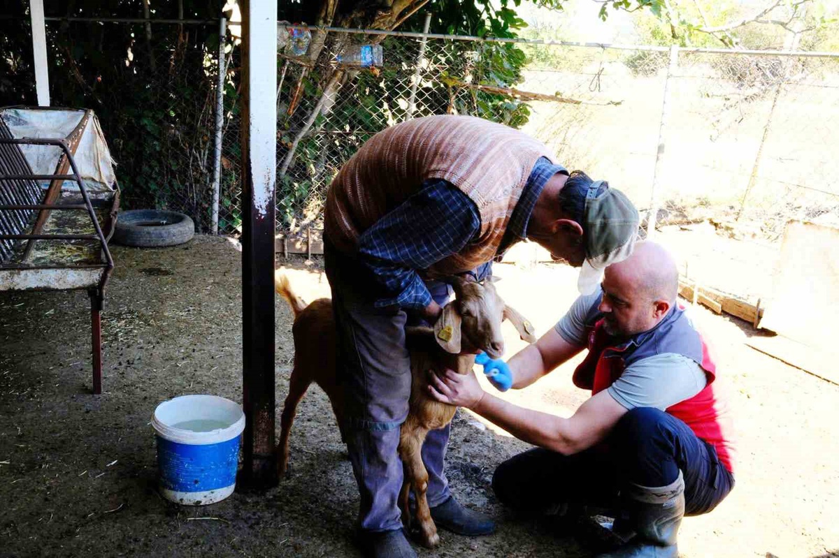 Muğla'da küçükbaş hayvanlardan PPR taraması için kan numuneleri alındı