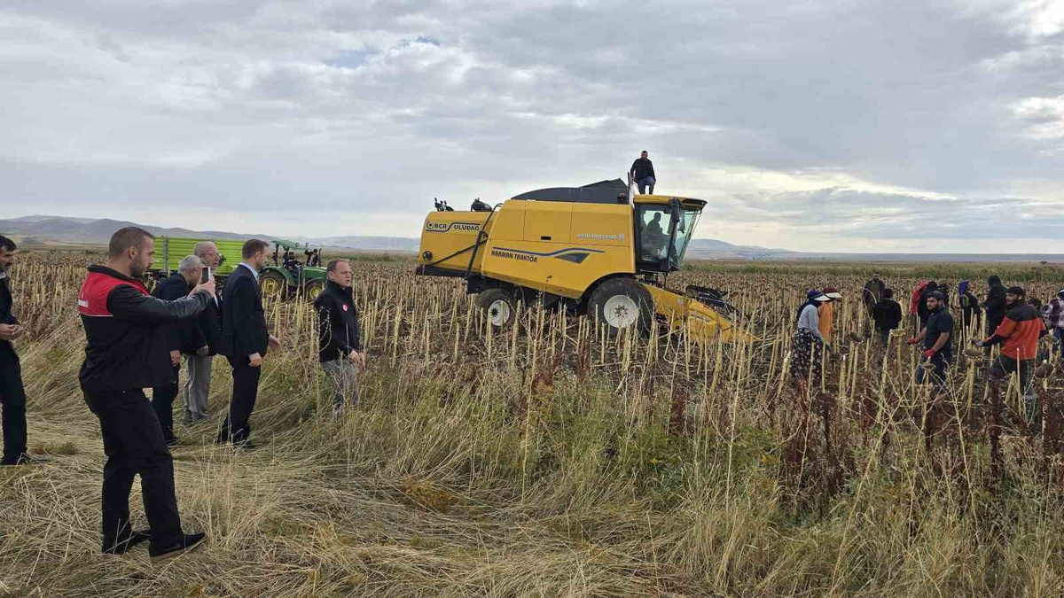 Muş Bulanık'ta bin 800 dönüm çerezlik ayçiçeğinde hasat dönemine gelindi