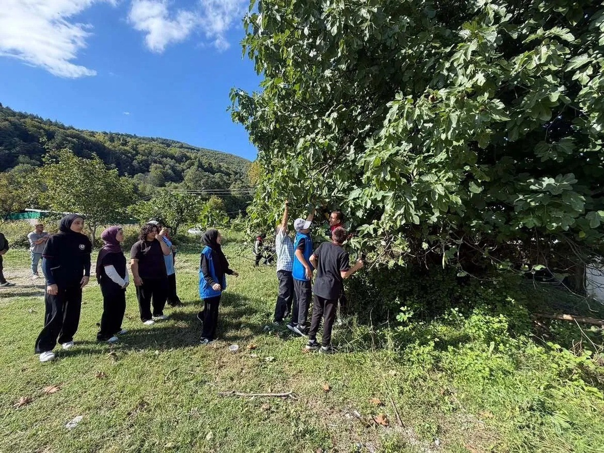 Sinop Erfelek'te gençler imeceyle incir ve ceviz toplayıp üretime katkı sundu