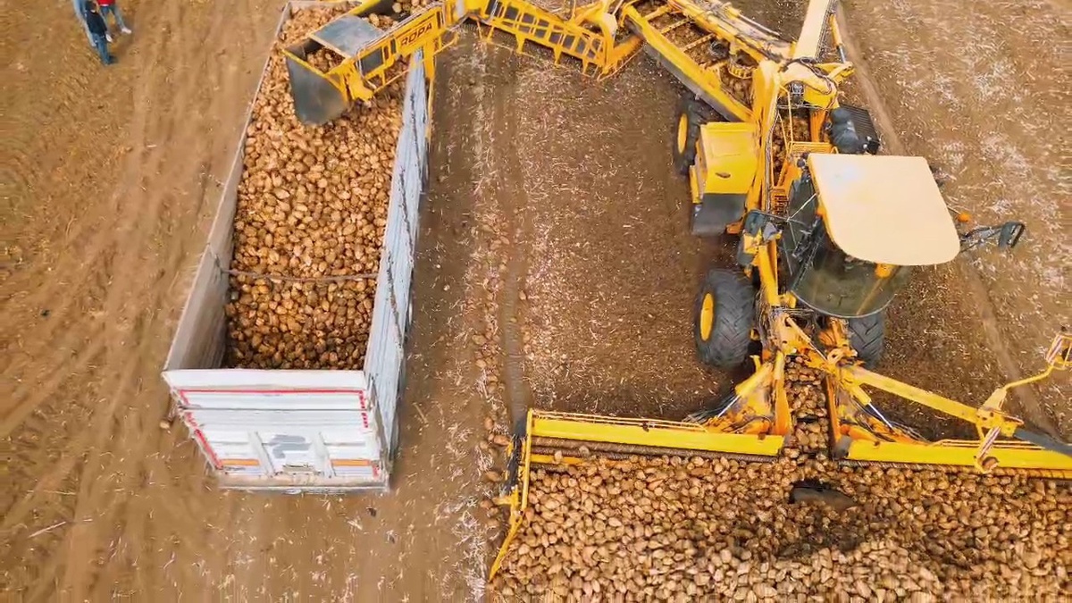 Tekirdağ Çorlu'da 120 dekarlık şeker pancarı hasadında dekara 10 ton verim alındı