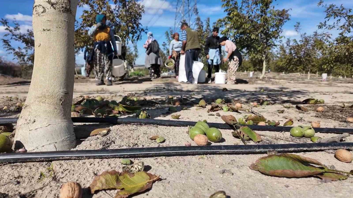 Tekirdağ Çorlu'da ceviz hasadı gerçekleştirildi, 35 dekar alanda üretim yapılıyor