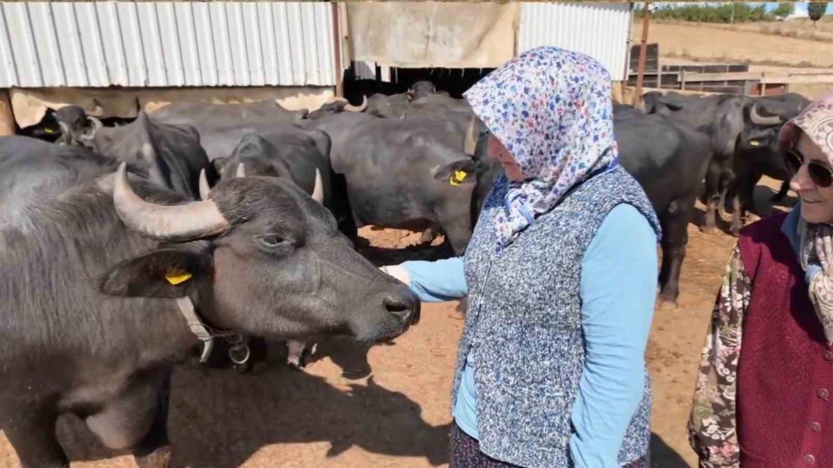 Tekirdağ Karacakılavuz'da kadınlar 5 yıldır manda sütünden ürünler üretiyor