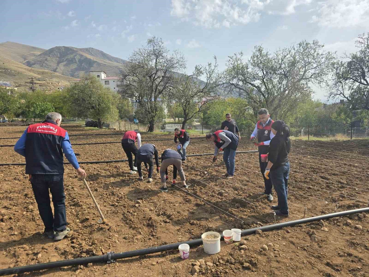 Tunceli'de 70 yaşındaki üreticiye Tarım İl Müdürlüğü sarımsak ekiminde destek oldu